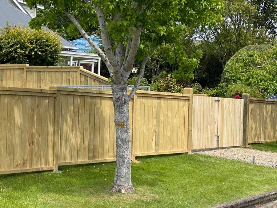 Timber paling fence with capping and matching gates around a lawn with a silver birch