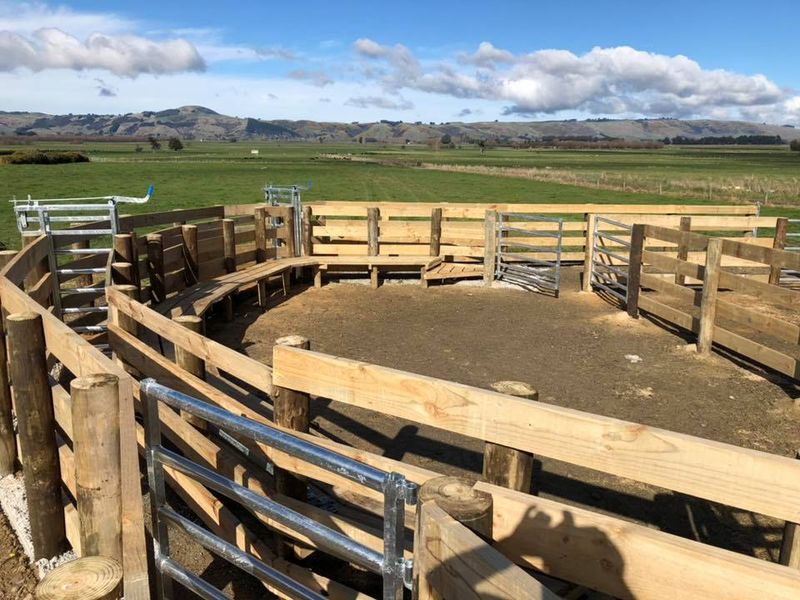 Timber cattle yards with steel gates built on a Taieri farm